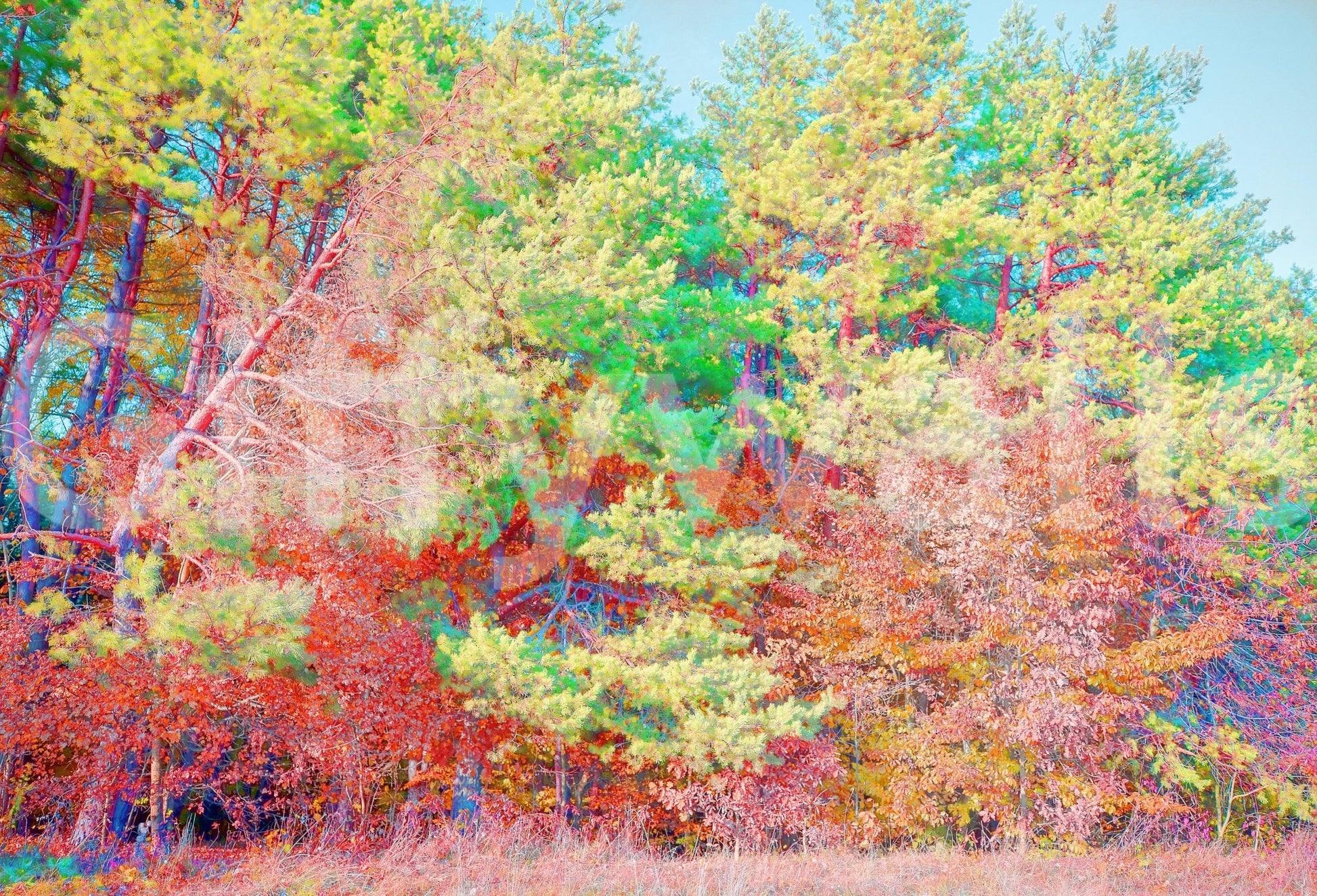 Autumn Forest Landscape Art Print | Colorful Trees Photography | Nature Wall Decor Wall Mural