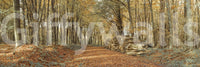 Hushed and gorgeous woodland route, Autumn Forest Scene home styling.