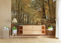 Rustic trail, bare vertical trunks, immersive Autumn Forest Scene decor.