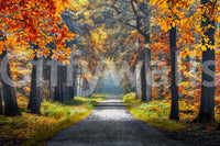 Tree wallpaper inspired wall mural of an autumn walkway, orange and green foliage in natural light
