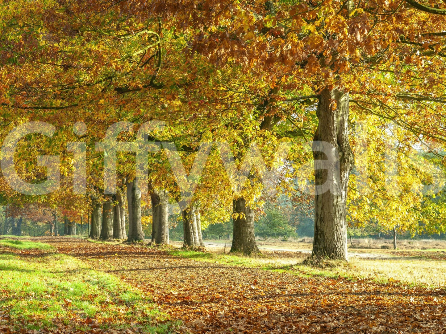 Autumn's Avenues Wall Mural