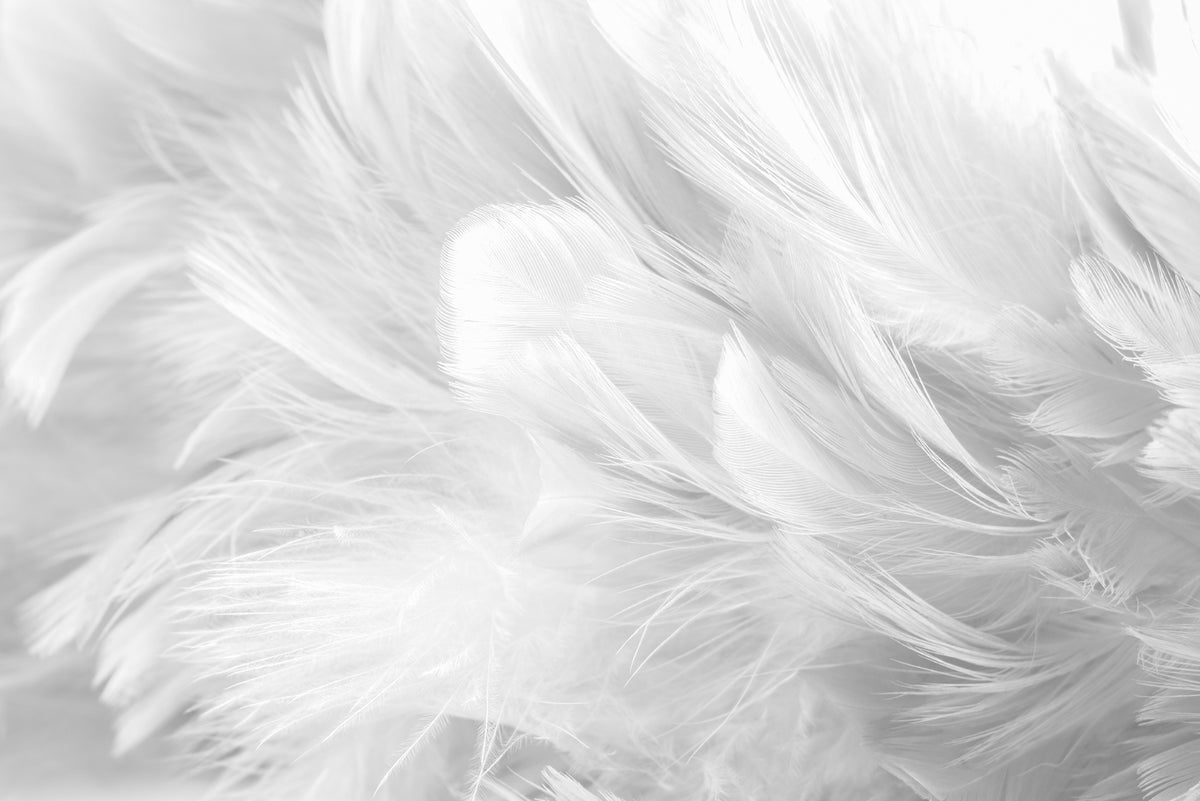 White Bird Feather Wallpaper Mural