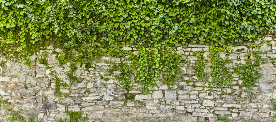Papier peint mural d'herbe verte suspendue in your room — zoomed