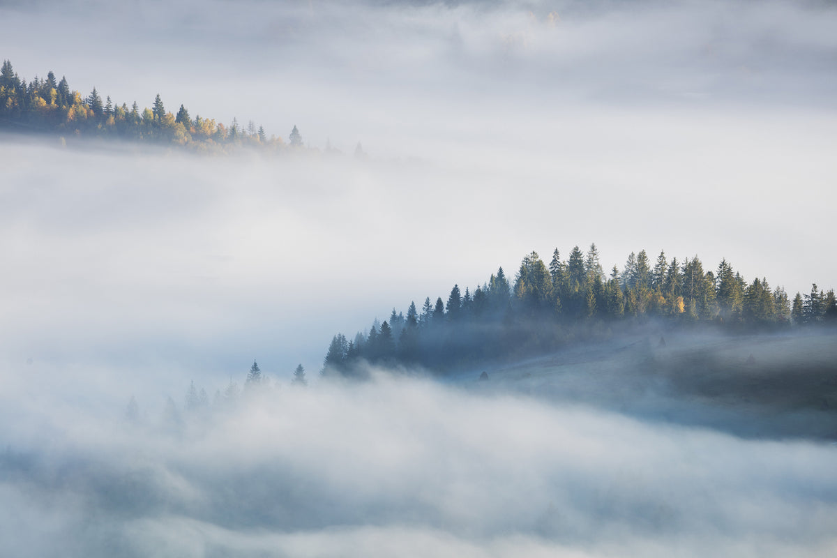 Foggy Misty Forest Maple Tree Murale picturi murale in your room — zoomed