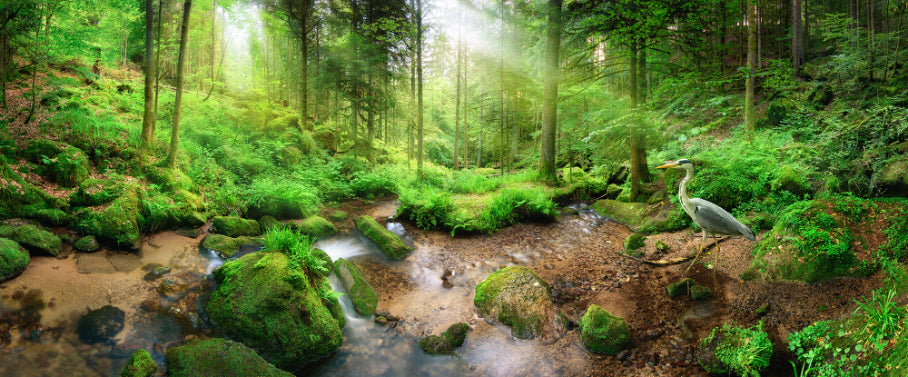 Fond d'écran de héron de forêt verte naturelle