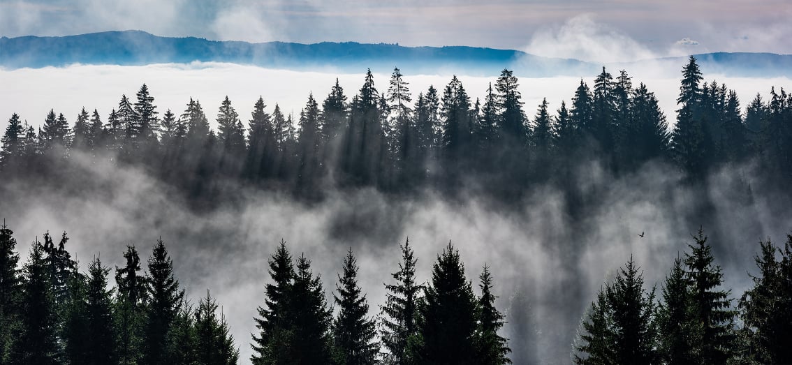 Murales de papier peint de Misty Forest Mountain