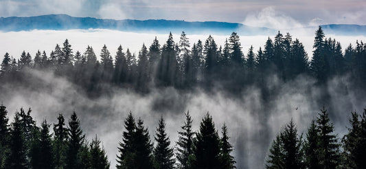 Misty Forest Mountain Tapete Wandbilder