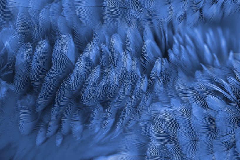 Murales di sfondi di piume macaw blu in your room — zoomed