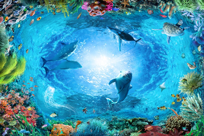 Underwater Landscape Aqua Blue Color Dolphin Wallpaper
