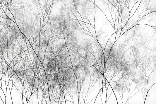 Vene degli alberi da parati da carta da parati