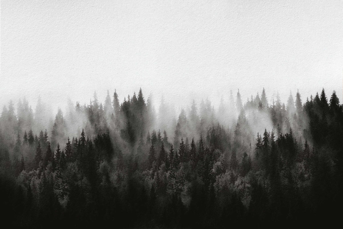 Foggy Pine Forest Wallpaper Mural in your room — zoomed