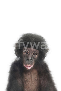 Baby monkey animal wallpaper for jungle-themed rooms