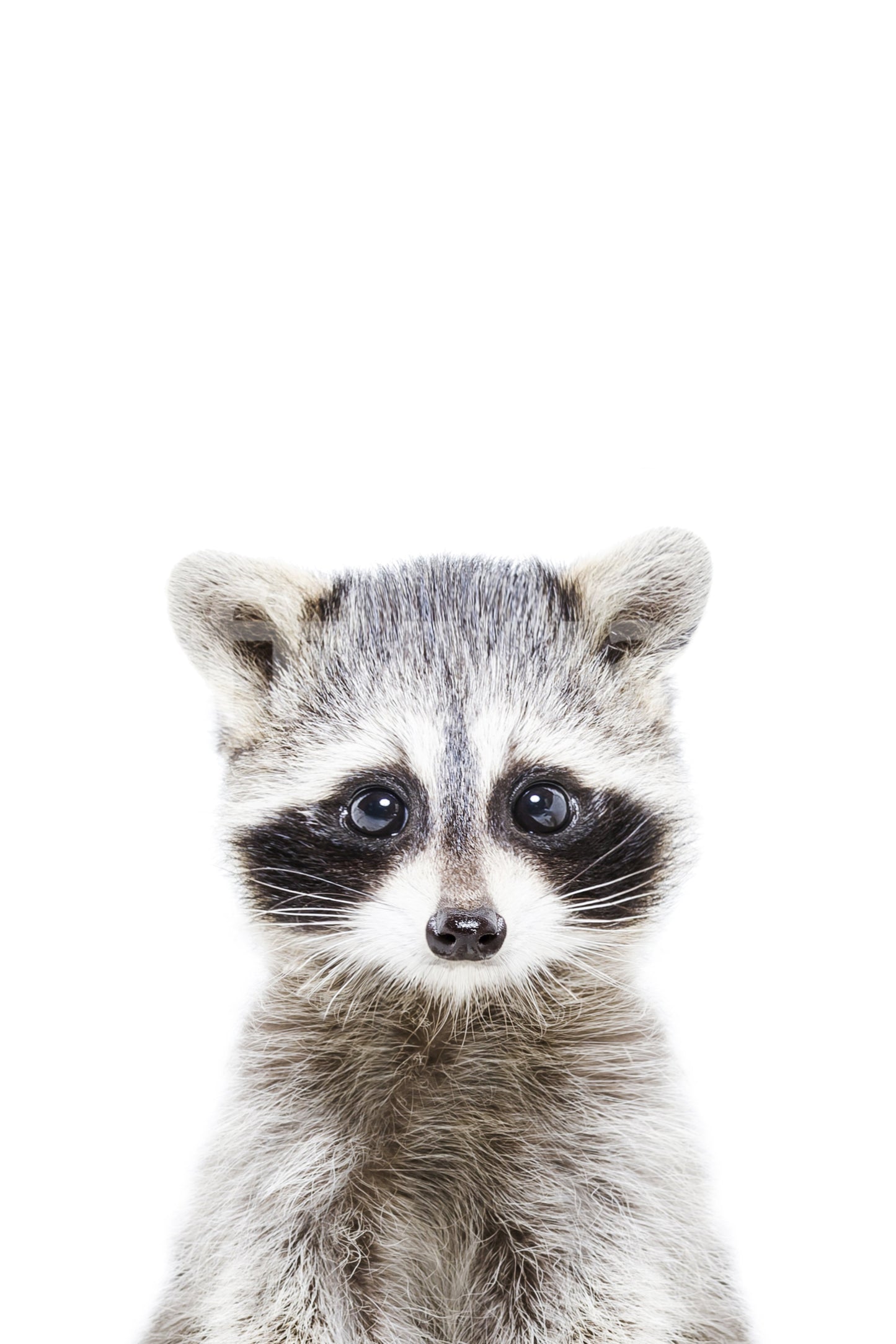 Playroom styled with baby raccoon mural

