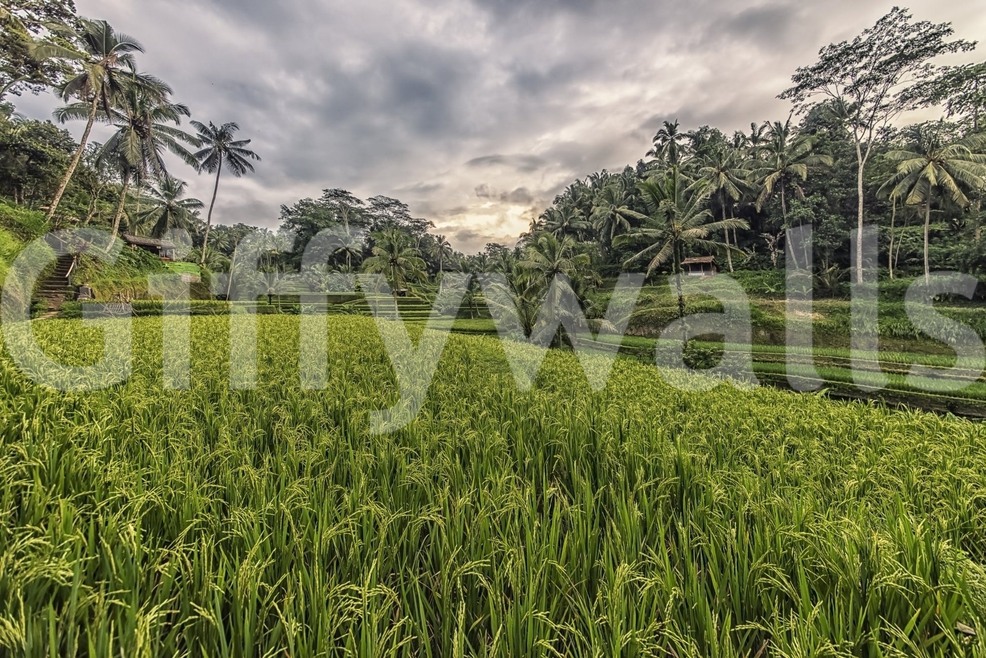 Bali Harvest Wall Mural