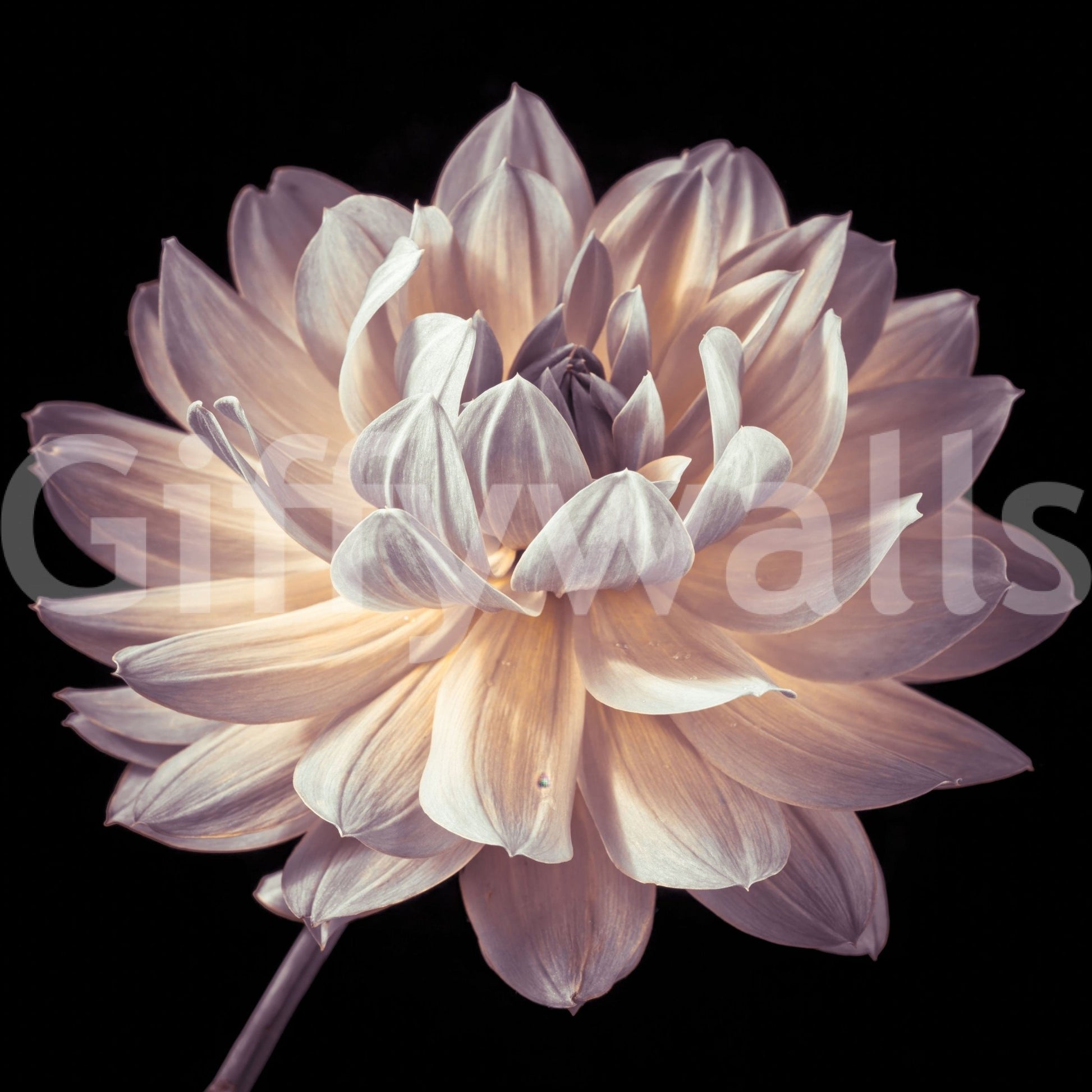 Serene botanical mural showcasing a radiant dahlia bloom in gentle earthy shades.