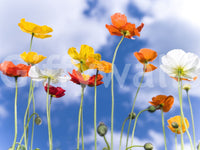 Floral sky view wall mural with tall stems