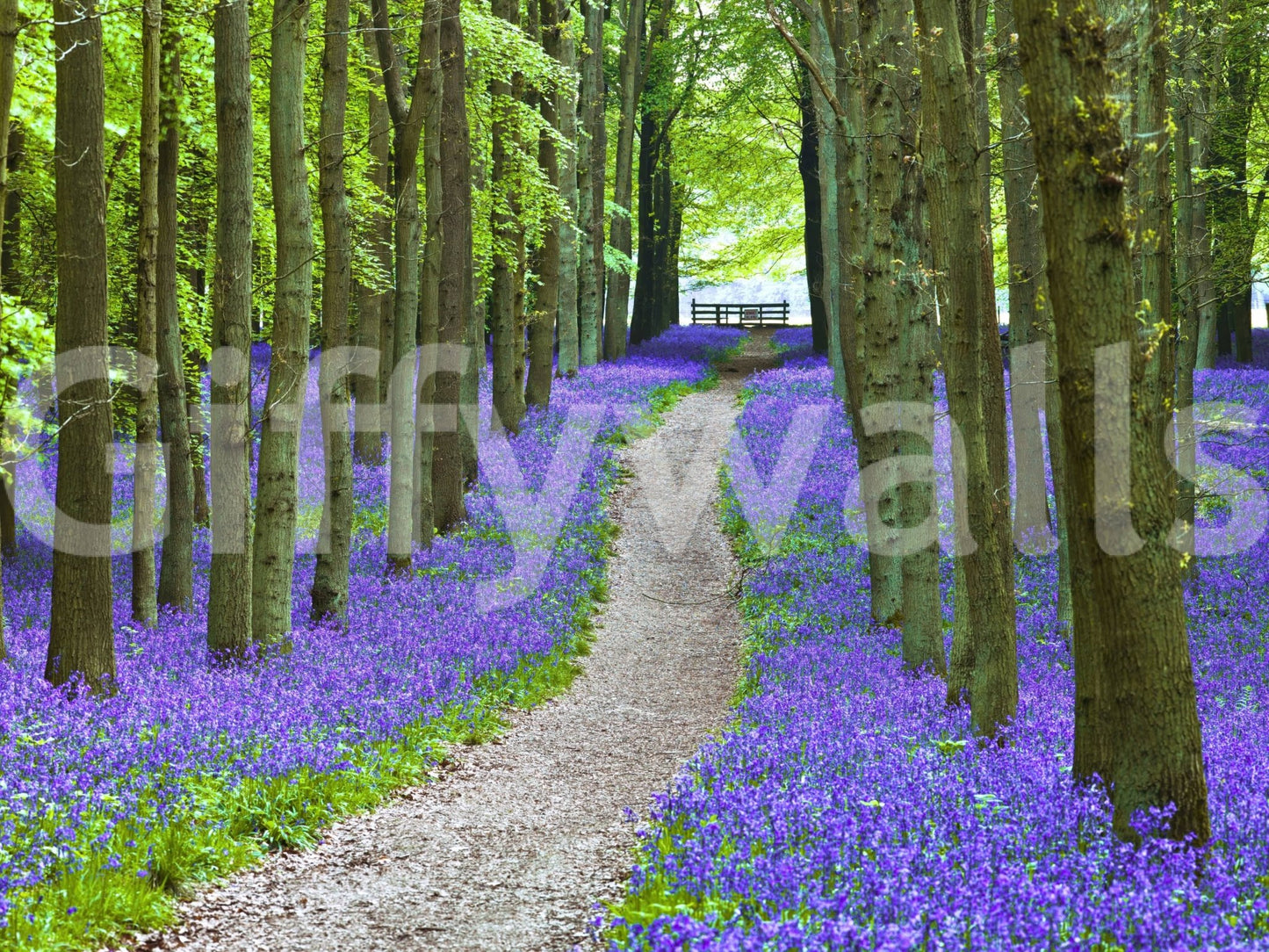 Peaceful forest wallpaper with a meandering path framed by dense clusters of bluebells.