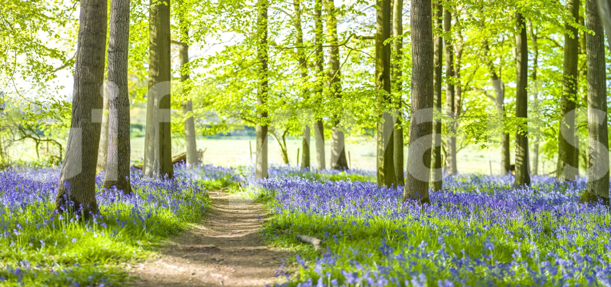 Beautiful flower carpet Bluebell Wonderland wall mural tranquil