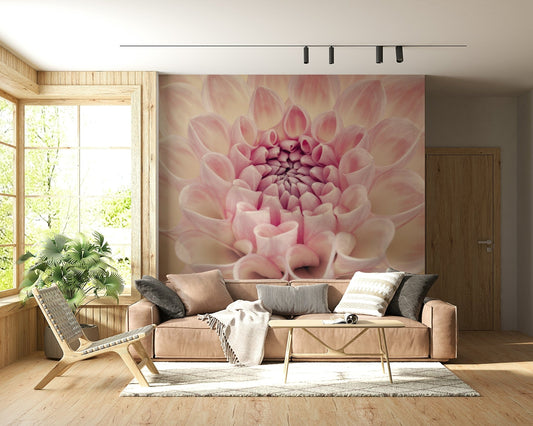 Blush Bloom wallpaper mural of a close-up pink dahlia flower behind a blush sofa and wood sling chair in a living room