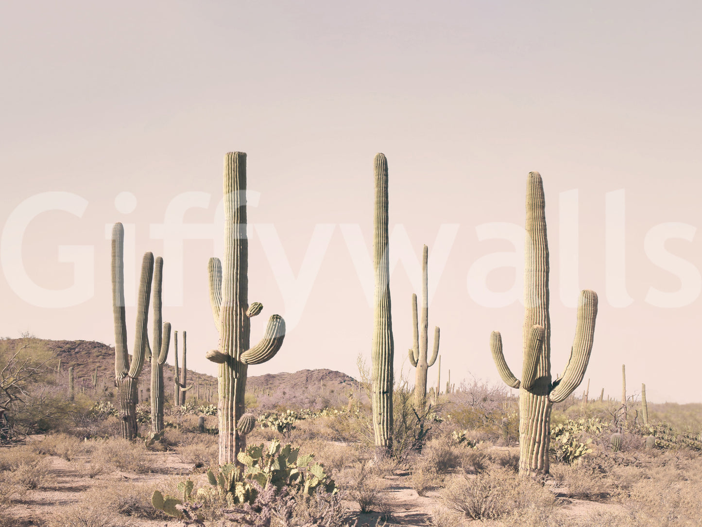Tranquil field of blush cacti in desert mural

