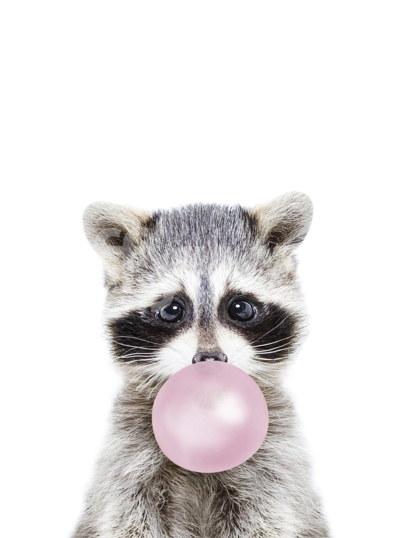 Playful bubble gum raccoon design mural for a quirky home decor.

