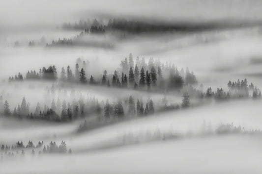 Fond d'écran de forêt brumeuse blanche noire