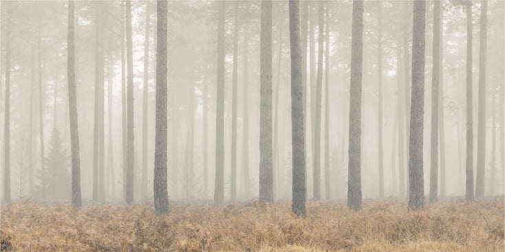 Misty Pines Serenity Wallpaper in your room — zoomed