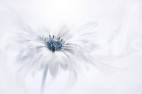 A high-quality serene botanical wall mural for walls.

