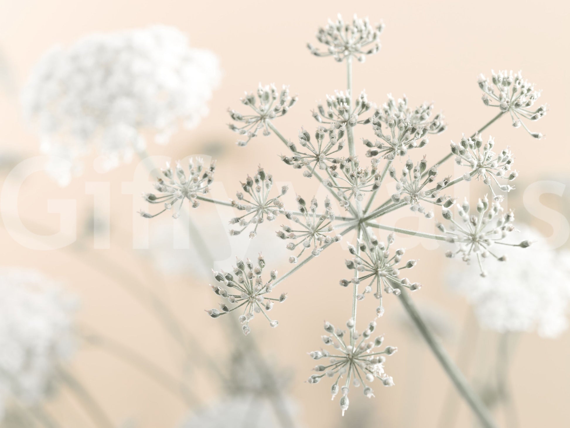 Refined Cow Parsley wall mural, stylish minimal botany visual appeal.