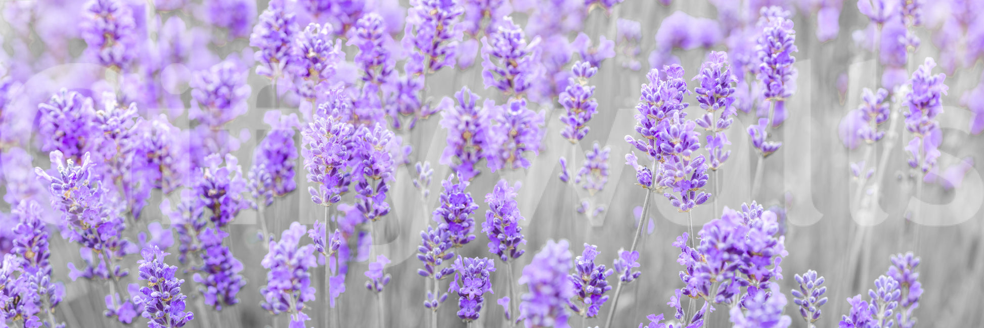 The wallpaper features a large floral pattern.

