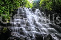 Exotic woodland greenery Cascading Serenity wall mural decor.
