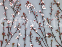 The wallpaper presents ornamental cherry blossoms that add a touch of freshness and gentle color to any room.