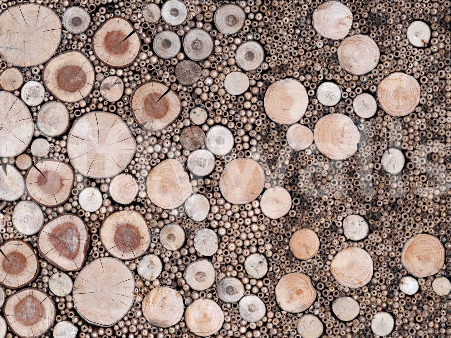 Mixed-size timber slice mural

