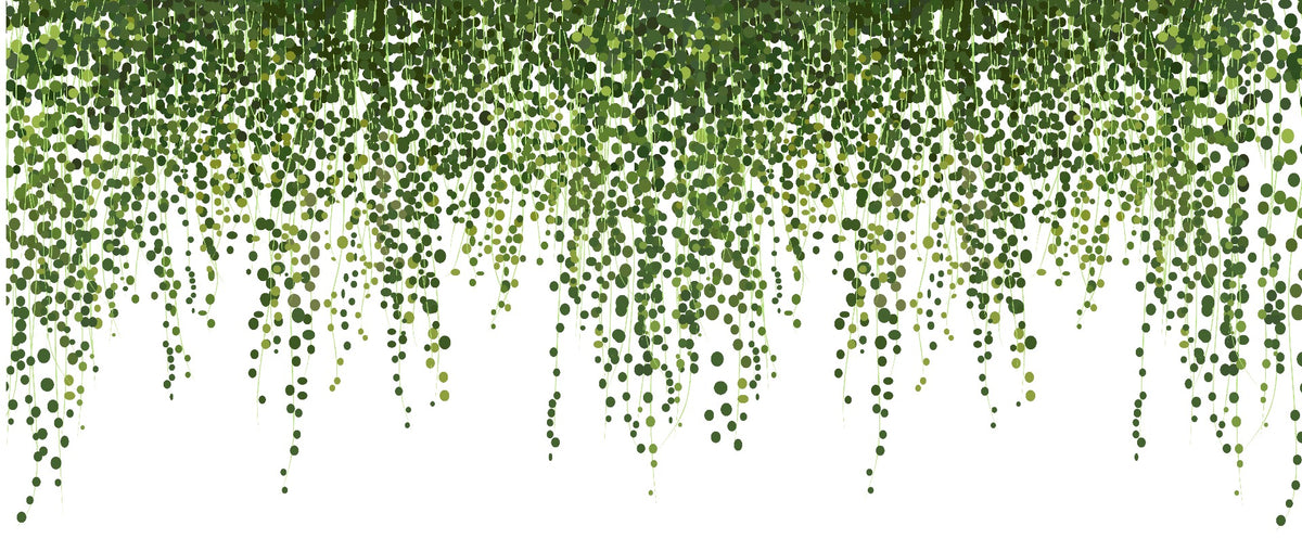 Zielone wiszące bluszcz liści tapety Mural in your room — zoomed