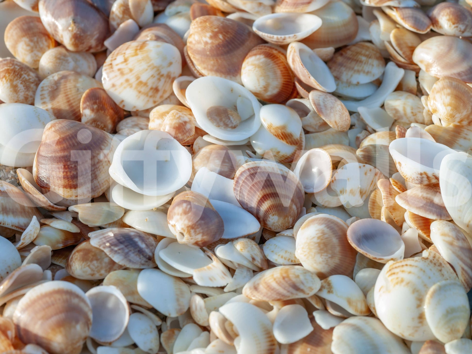 Organic Shellscape found objects wall mural rustic appeal.