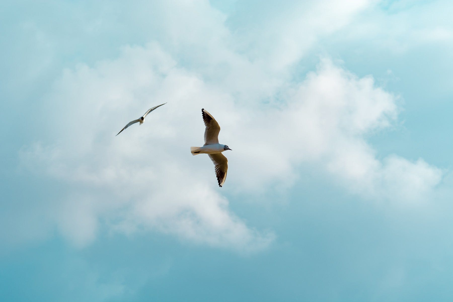 Seaside #27 wallpaper mural shown as a full-wall scene of two seagulls flying in a soft blue cloudy sky