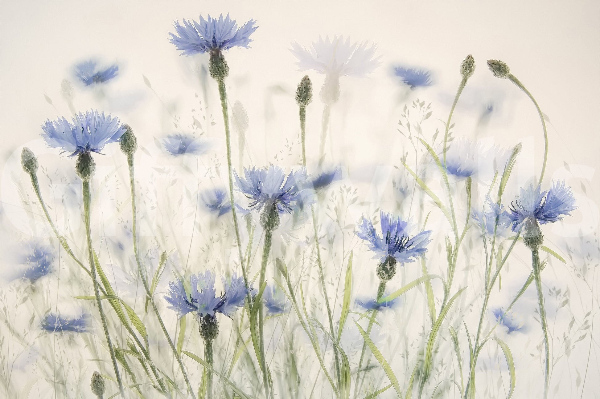 A high-quality serene flower wall mural for walls.

