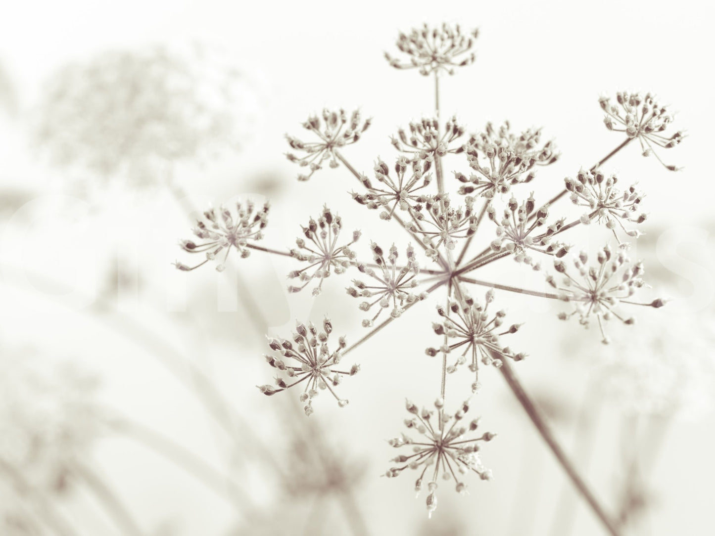 Cow Parsley Sepia Wall Mural
