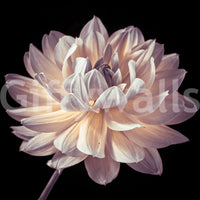 Serene botanical mural showcasing a radiant dahlia bloom in gentle earthy shades.