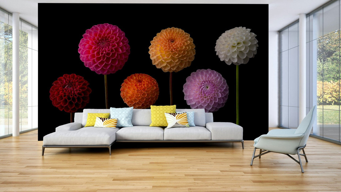 Colourful dahlia bloom wall mural

