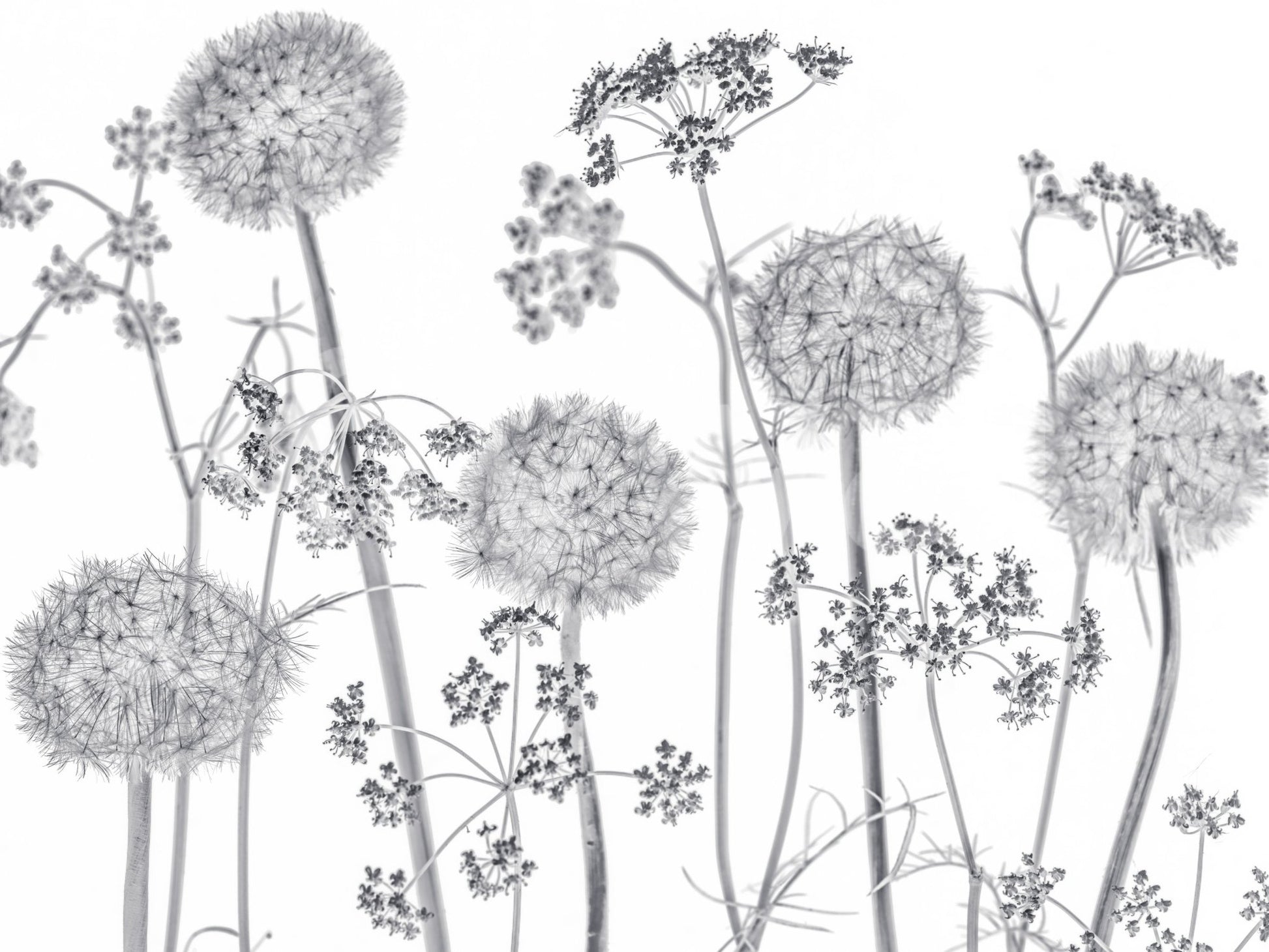 Dancing Wildflowers Wall Mural