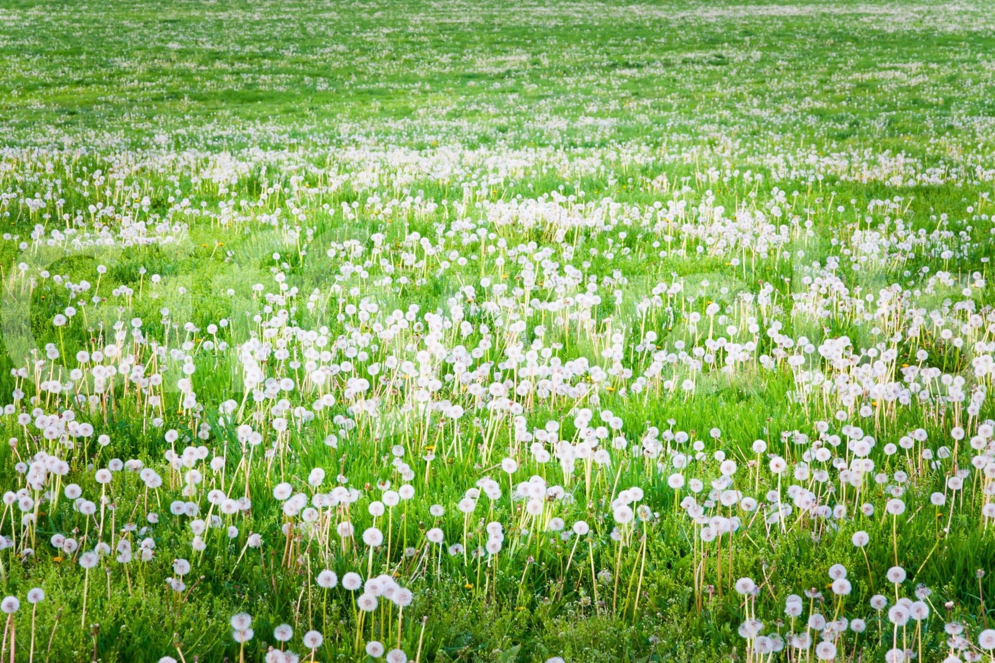 Fluffy white dandelions in fresh greenery
