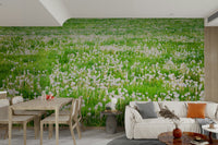 Soft dandelions scattered across grassy field
