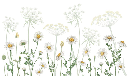 Dazzling Daisies Flower wallpaper