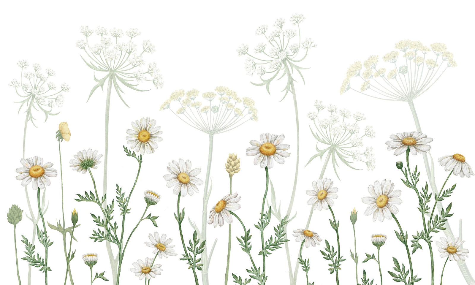 Schillernde Gänseblümchen Blumenwallpaper