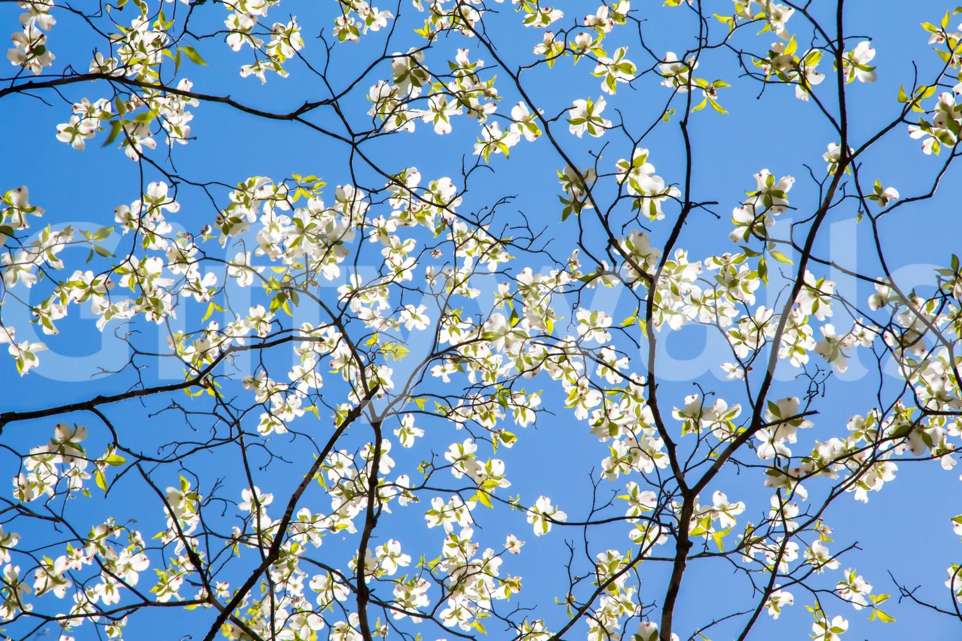 Wallpaper mural with spring bloom scene
