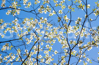 Wallpaper mural with spring bloom scene
