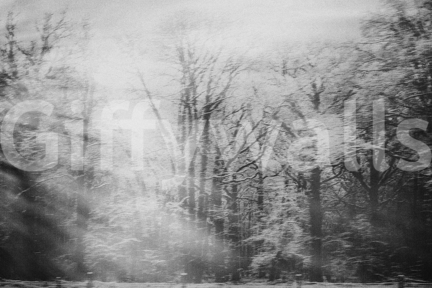 Ephemeral Grove Wall Mural -2679798