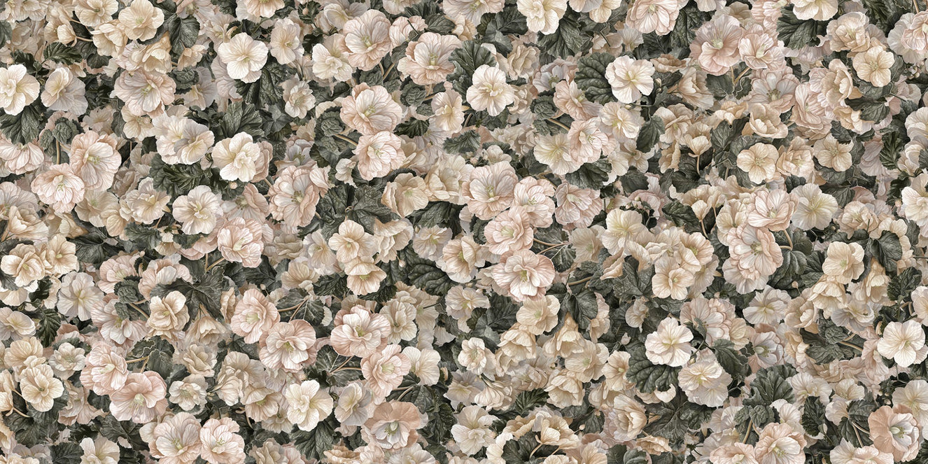 Picturi murale de tapet alb begonia alb