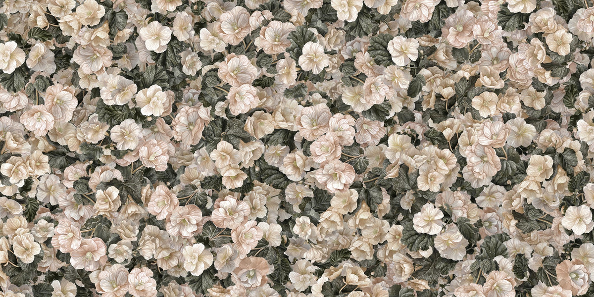 Weiße Begonia Blume Wallpaper Wandbilder in your room